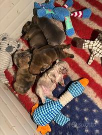 Bulldog francese femmine