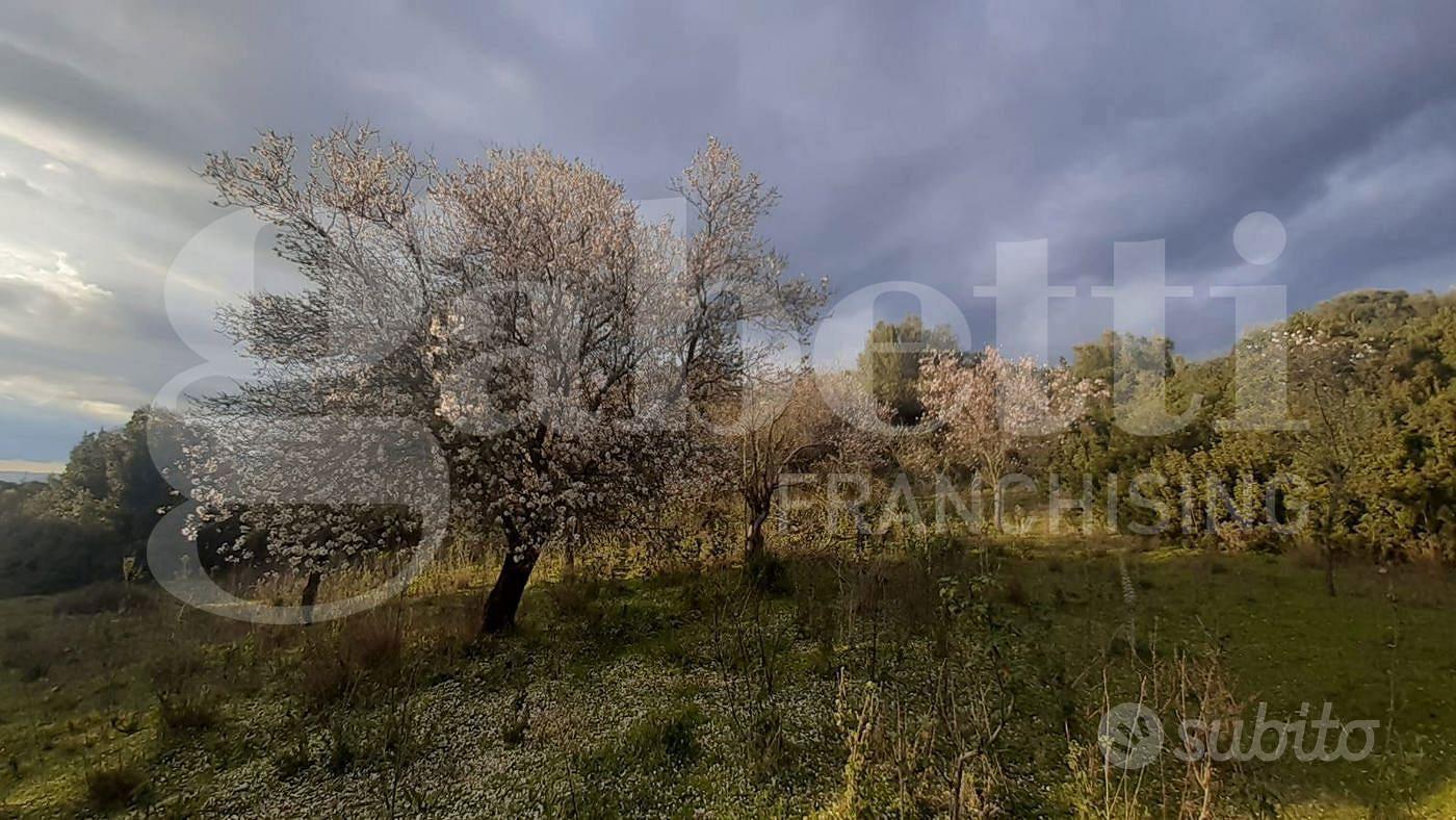 Terreno Agricolo San Basilio [Cod. rif 3330198VCG] - Vista 5