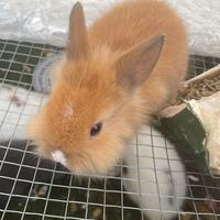 Conigli testa di leone