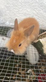 Conigli testa di leone