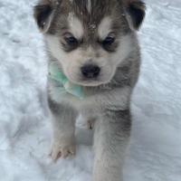 Cuccioli husky maschi