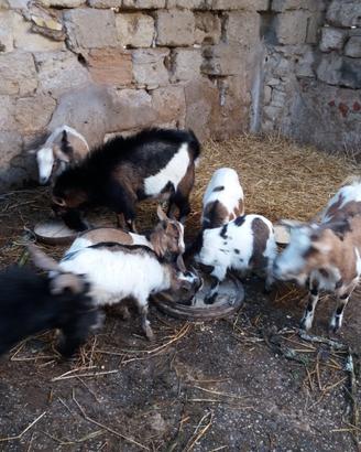 Caprette tibetane