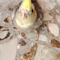 Calopsite semi svezzato