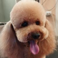 Toelettatrice cani