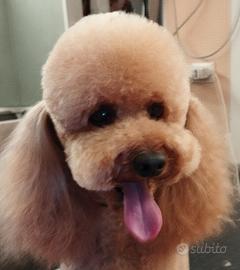 Toelettatrice cani
