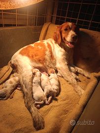 Cuccioli di Épagneul breton