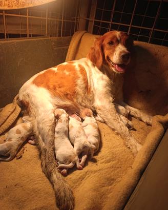 Cuccioli di Épagneul breton