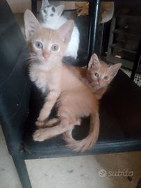 Gattini incrocio mainecoon