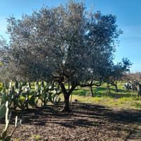 albero di olivo