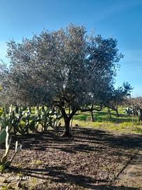 albero di olivo