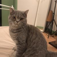 Cucciolo British Shorthair
