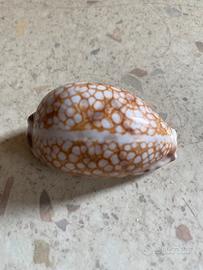 Conchiglie da collezione
