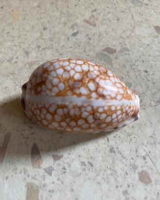 Conchiglie da collezione
