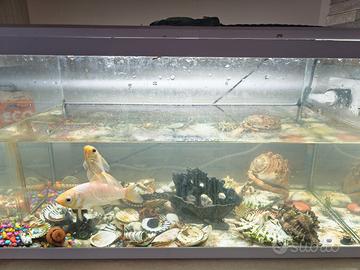 Acquario 60 litri completo
