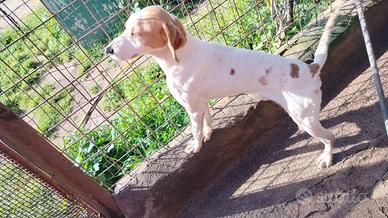 Istriano da cinghiale