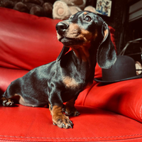Cucciola bassotto tedesco pedigree Enci