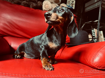 Cucciola bassotto tedesco pedigree Enci