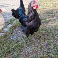 Galletto australorp 4 mesi