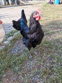 Galletto australorp 4 mesi