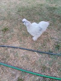 Moroseta Gallo