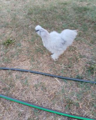 Moroseta Gallo