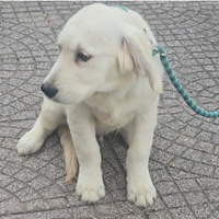 Cuccioli Golden Retriever
