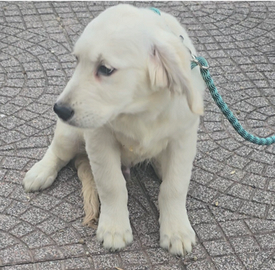 Cuccioli Golden Retriever
