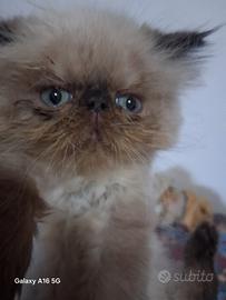 Gatti persiani