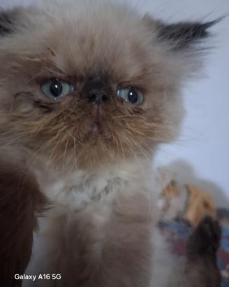 Gatti persiani
