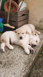 Cuccioli Golden