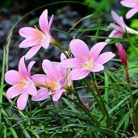 Bulbi di fiori Zephirantes