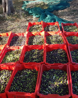 Giardiniere manutentore del verde