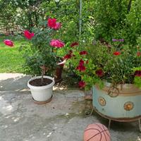 piante di rose in vasi e non solo 