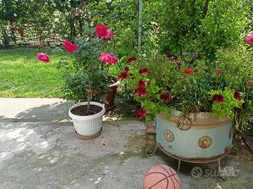 piante di rose in vasi e non solo 