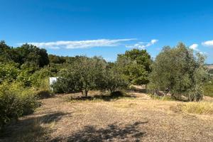 Terreno agricolo località Crocino-collesalvetti