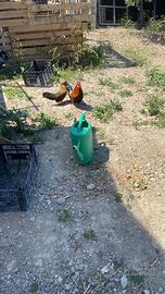 Galline phoenix