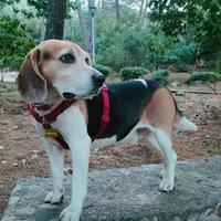 Beagle di 7 anni pro fidanzata