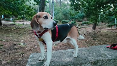 Beagle di 7 anni pro fidanzata