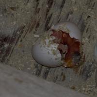 Pulli da imbecco parrocchetto dal collare