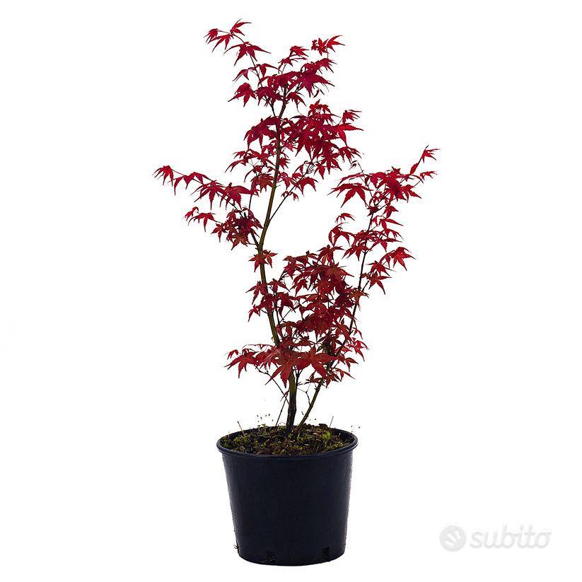 Acero rosso giapponese Deshojo - Giardino e Fai da te In vendita a Frosinone