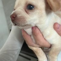 Chihuahua con pedigree