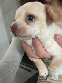 Chihuahua con pedigree