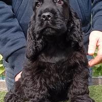 Cocker Spaniel Inglese Alta Selezione