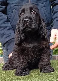 Cocker Spaniel Inglese Alta Selezione