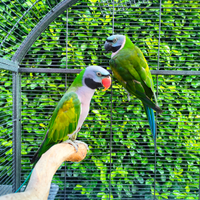 Parrocchetti del Derbiana