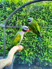 Parrocchetti del Derbiana