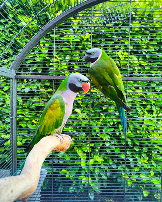 Parrocchetti del Derbiana