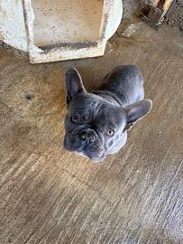 Bulldog francese