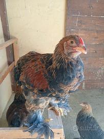 Galletto brahma e marans blu