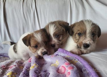 Jack russel terrier pelo ruvido